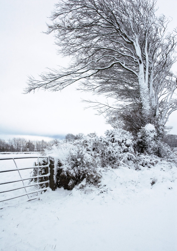 A winter snow covered landscape