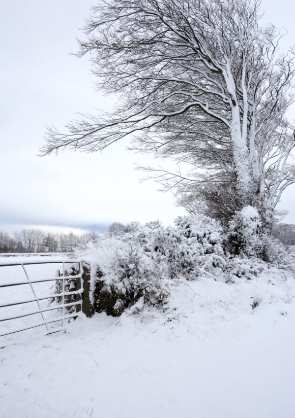 A snow covered winter landscape after a blizzard