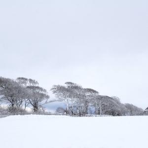 Distant trees in a snow covered winter landscape