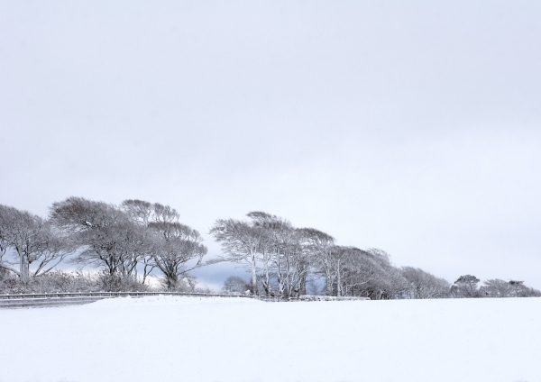 Distant trees in a snow covered winter landscape