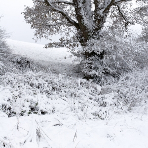 A snow covered tree in a winter landscape after a blizzard