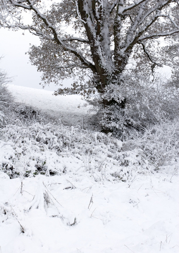 A snow covered tree in a winter landscape after a blizzard