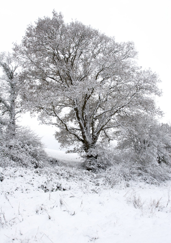 Snow covered trees and a hedgerow after a large snowfall