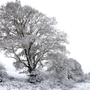 Snow covered trees in a winter landscape