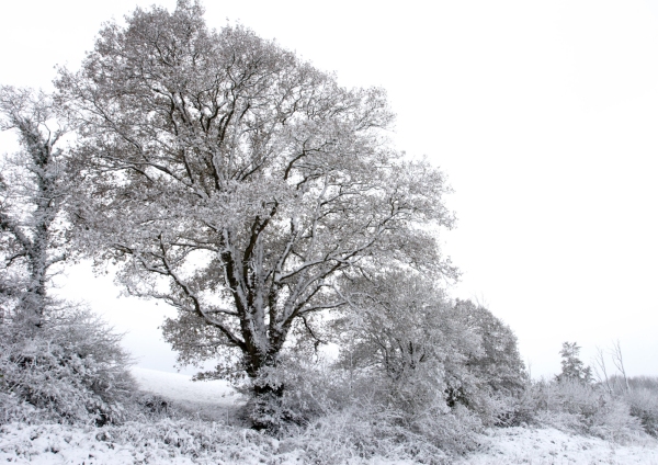 Snow covered trees in a winter landscape