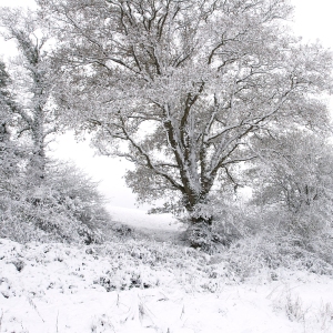 Thick snow on a winter landscape