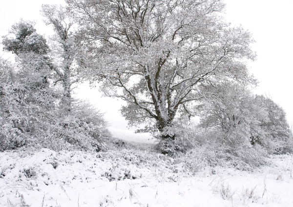 Thick snow on a winter landscape