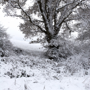 Snow covered oak tree