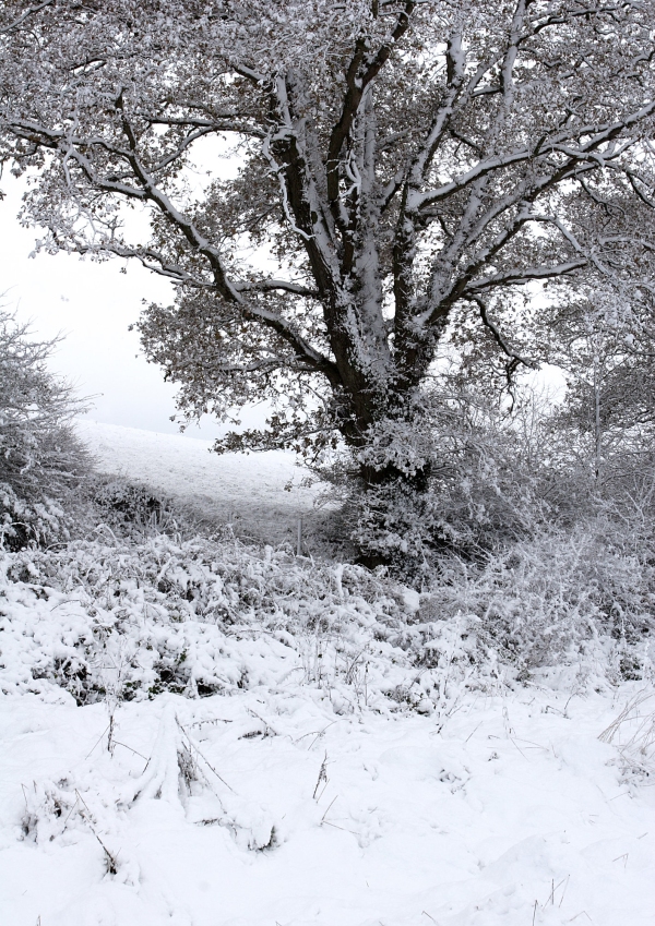 Snow covered oak tree