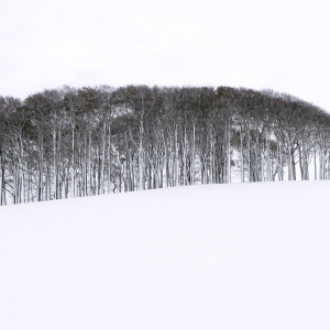 A winter wood on a distant snow covered hillside