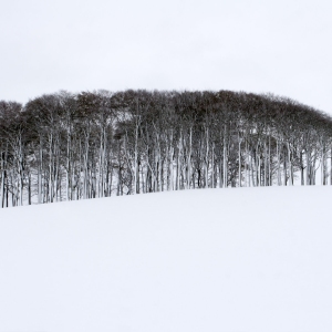 A distant copse on a snow covered Wiltshire hillside