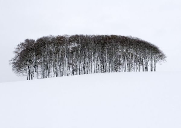 A distant copse on a snow covered Wiltshire hillside