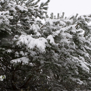 Snow covered conifers after a heavy snowfall