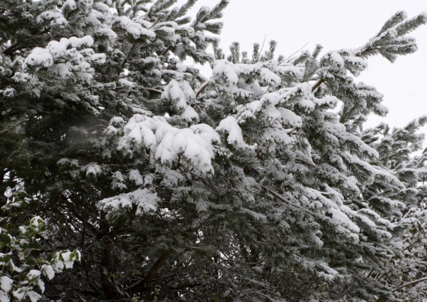 Snow covered conifers after a heavy snowfall