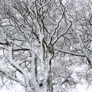 Snow covered tree branches