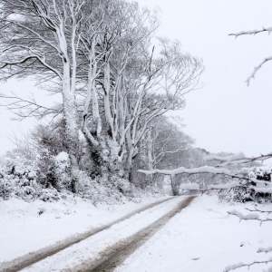 A snow covered farm track in a snowy wood