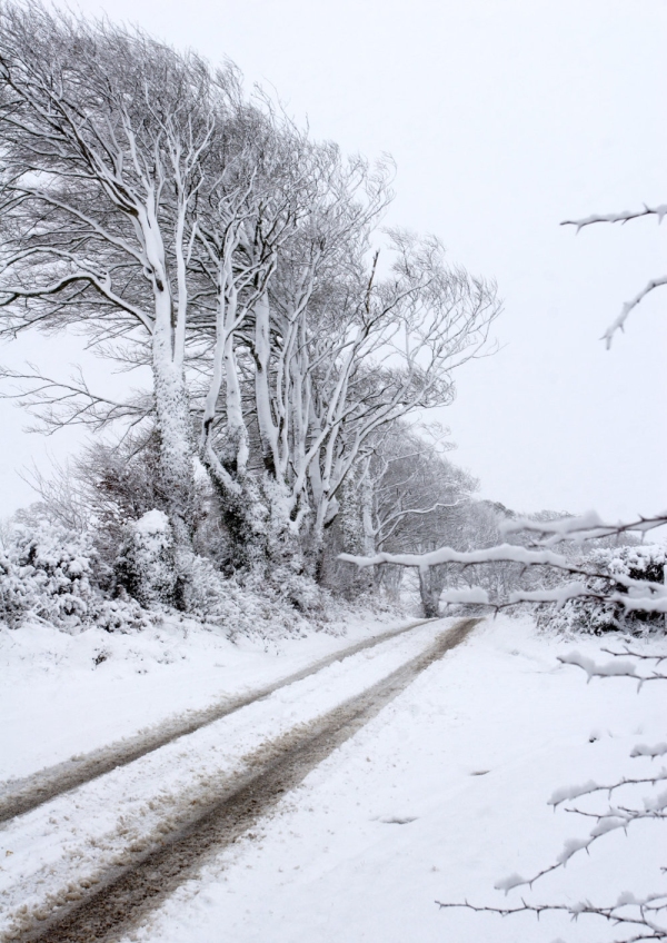 A snow covered farm track in a snowy wood