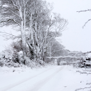 A snow covered road in a winter wood