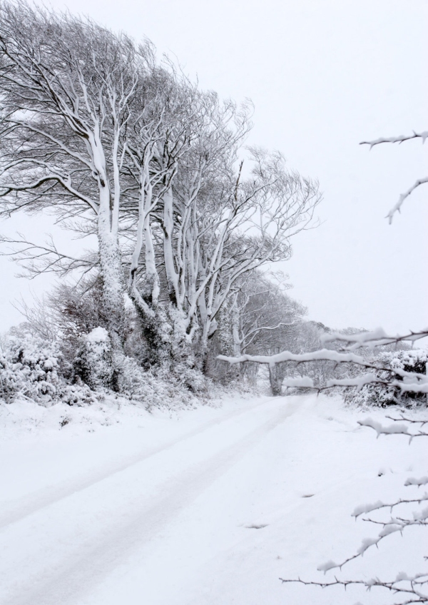 A snow covered road in a winter wood