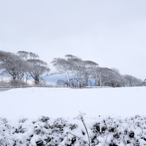 distant trees in a snow covered landscape