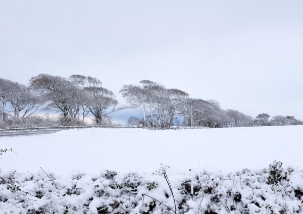 distant trees in a snow covered landscape