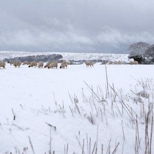 Fields after a snowstorm