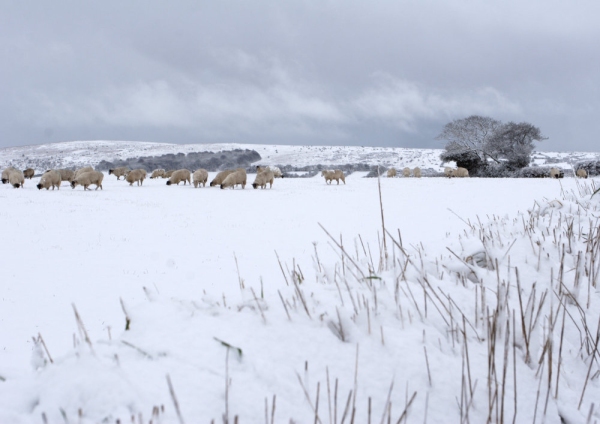 Fields after a snowstorm