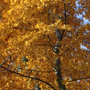 Autumn colour in a deciduous woodland