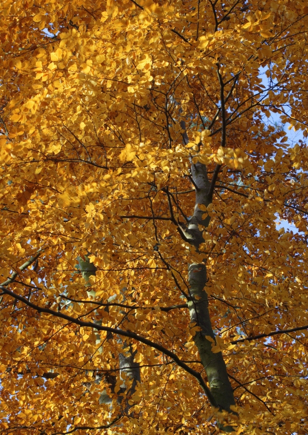 Autumn colour in a deciduous woodland