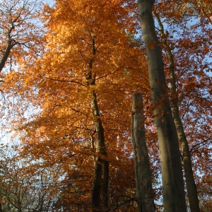 Autumn leaves in a deciduous woodland