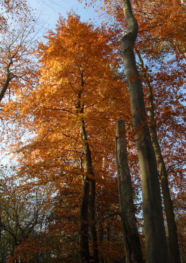 Autumn leaves in a deciduous woodland