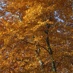 Autumn colour in a deciduous woodland