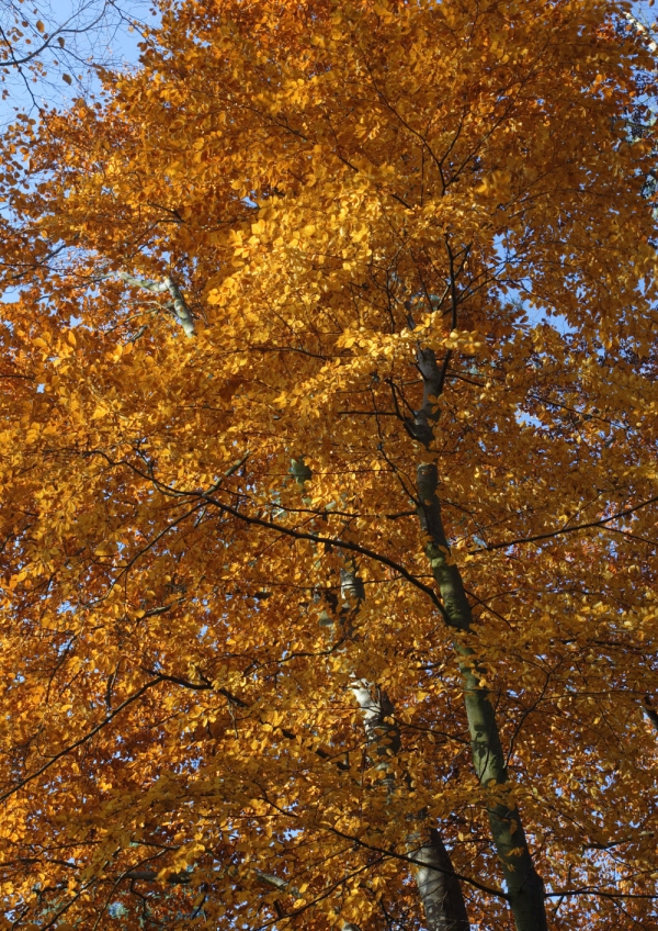 Autumn colour in a deciduous woodland