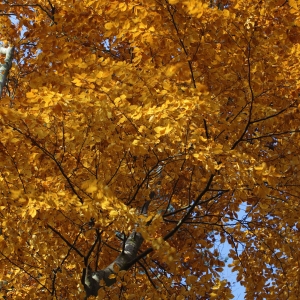 Autumn colour in large trees in a woodland