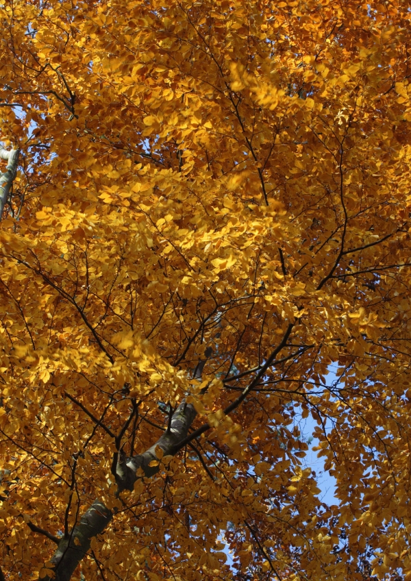 Autumn colour in large trees in a woodland