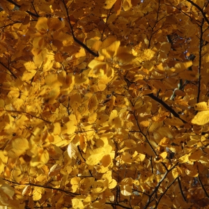 Close up of autumn leaves in a deciduous woodland