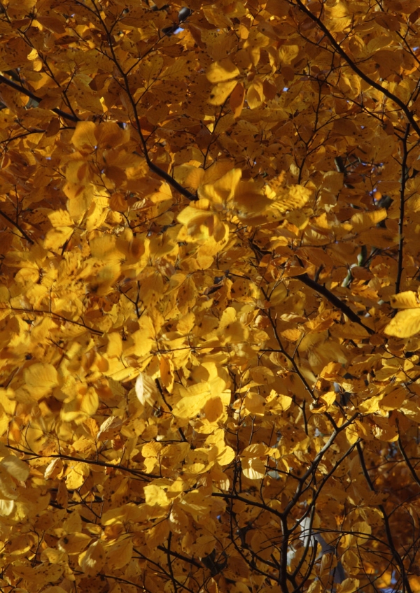 Close up of autumn leaves in a deciduous woodland