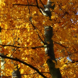 A silver birch tree with autumn leaves