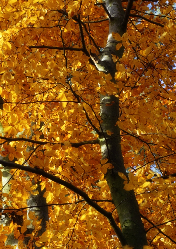 A silver birch tree with autumn leaves