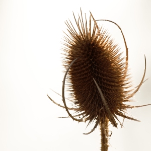 A close up of a Teasel