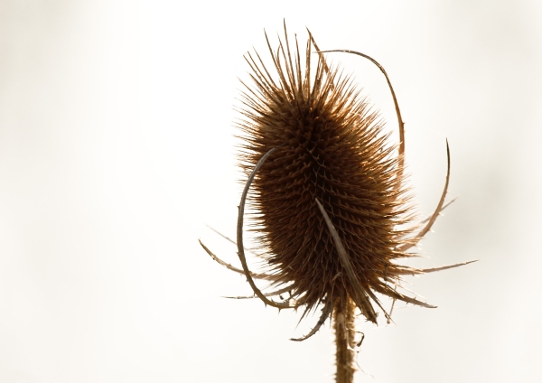 A close up of a Teasel