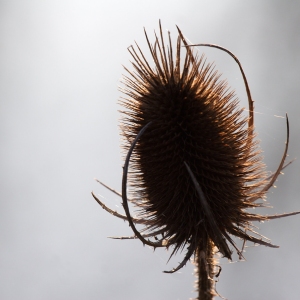 A close up of a teasel seed head