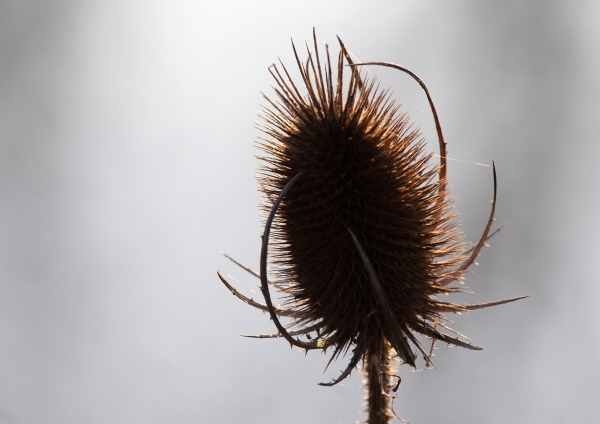 A close up of a teasel seed head