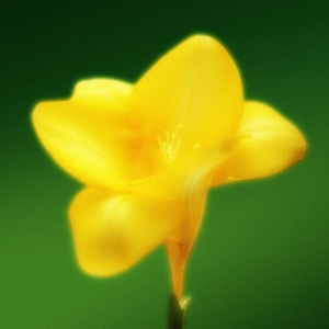 Artistic treatment of a photo of a yellow flower