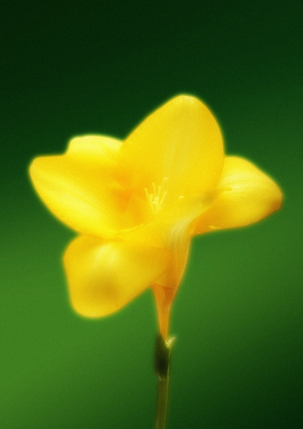 Artistic treatment of a photo of a yellow flower