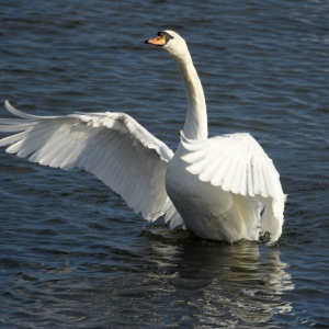 A mute swan flapping its wings on a lake