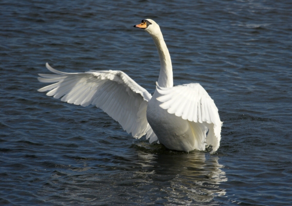 A mute swan flapping its wings on a lake