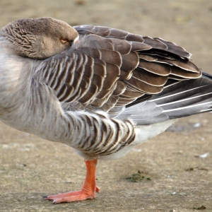 A pink footed goose resting on the lake shore