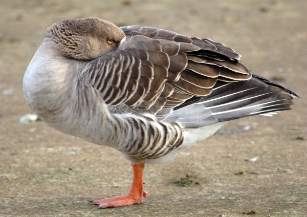 A pink footed goose resting on the lake shore