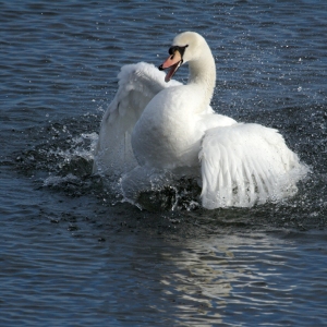 A white mute swan displaying aggression on a lake